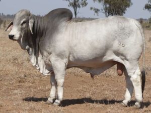 PALMAL HOUSTON 8529 (AI) (H)