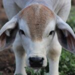 1 calf head