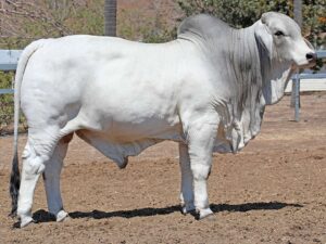 ELROSE SPENCER 15925 (H)