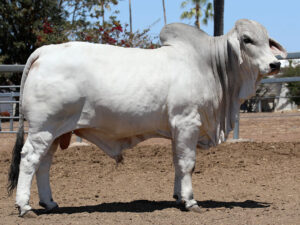 LANCEFIELD M EVEREST 5915/M (H)