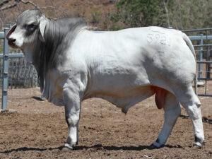 LANCEFIELD M EXCEL 5921/M (H)