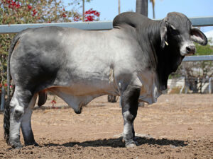 LANCEFIELD M RICHIE 6177/M (H)