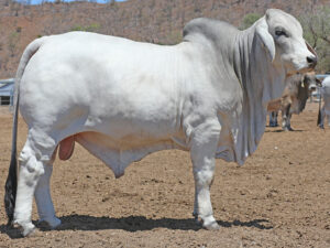 LANCEFIELD M EVERETT 5797/M (H)