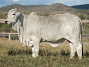 LANCEFIELD S EMPRESS 6817/1 (PS)