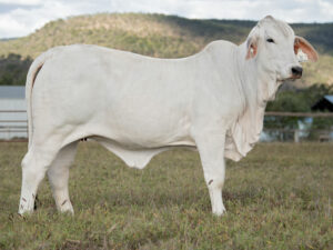 LANCEFIELD S MERYL 6747/1 (PS)