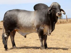 ELROSE DEPUTY 16282 (H)