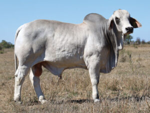 121 djm1680m palmal kenneth