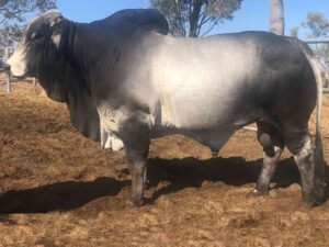 ELROSE LARRY 16480 (H)