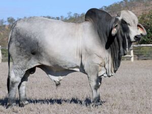 LANCEFIELD S DAN-MURPHY 5746/1 (H)