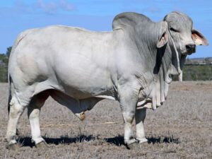 LANCEFIELD S GLEN ROY 5646/1 (S)