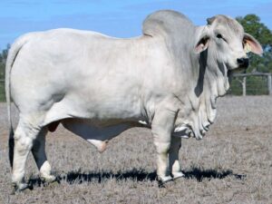 LANCEFIELD S DALTON 5743/1 (S)