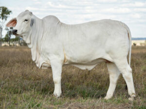 2AM TESS 8405 (PS)