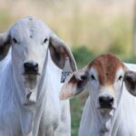 2 calves heads