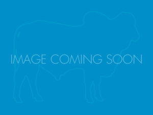 LANCEFIELD M SUGAR LADY 6473/M (PS)