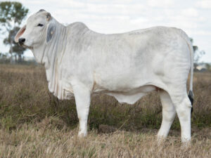 2AM TESS 8512 (PS)