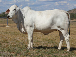 LANCEFIELD M BRANCHA 5291/M (AI) (PS)