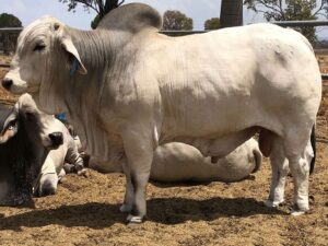 ELROSE ERNEST 16313 (P)