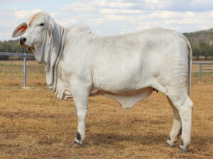 LANCEFIELD M LINDA 5444/M (PS)