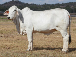 LANCEFIELD M STACEY 5413/M (PS)