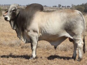 PALMAL MARVEL 8525 (H)