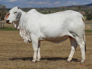 LANCEFIELD M RITA 5482/M (H)