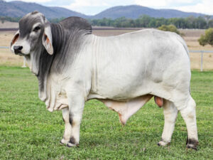 LANCEFIELD M ALDEAN 7569/MM (PS)
