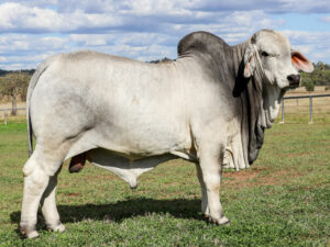 LANCEFIELD M AZTEC 7573/MM (IVF) (PS)