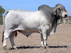 LANCEFIELD S SUTTON 5682/1 (H)