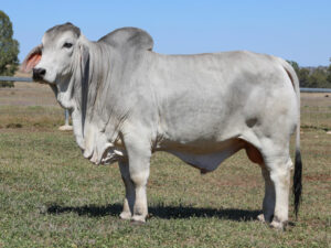 LANCEFIELD M ELPASO 7550/MM (PS)