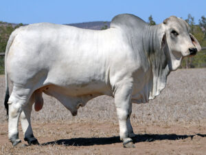 LANCEFIELD S TAMBO 5689/1 (AI) (P)