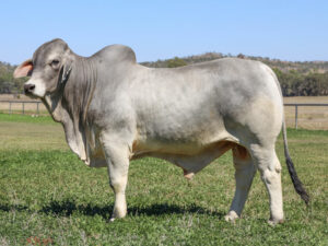 LANCEFIELD M ETHAN 7557/MM (PS)
