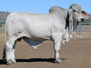 LANCEFIELD M IMAGINE 5937/M (H)