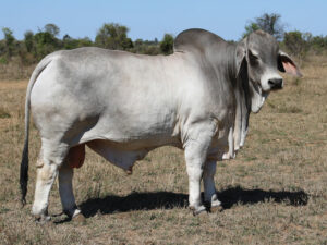 PALMAL ACCORD 1429 (PS)