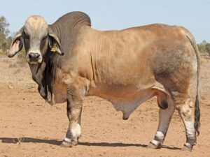 PALMAL DYNAMO 8327 (IVF) (H)