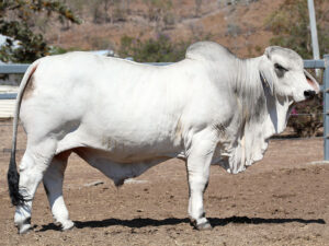 LANCEFIELD M BRENNER 6107/M (H)