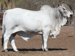 LANCEFIELD M BUSHMAN 6111/M (H)