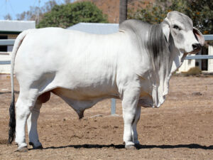 LANCEFIELD M EDGE 5903/M (H)