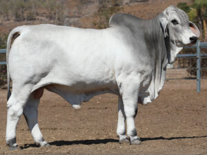 LANCEFIELD M SANFORD 5906/M (AI) (S)