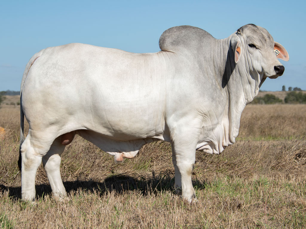 46 7947 bull