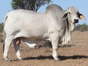 PALMAL PIRELLI 8350 (P)