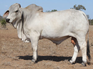 PALMAL ELLINGTON 8396 (H)