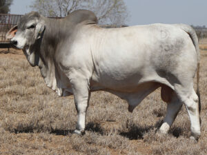 PALMAL PANCHO 8315 (H)