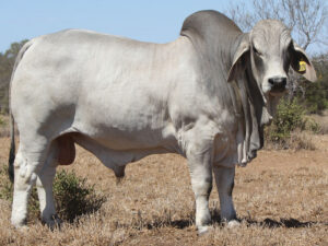 PALMAL DAWSON 8515 (AI) (H)