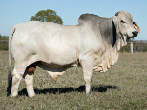 LANCEFIELD S DUNCAN 6371/1 (PS)