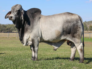LANCEFIELD M FORTESCUE 7534/MM (H)