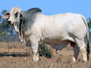 2AM CURRUMBIN 6552 (H)