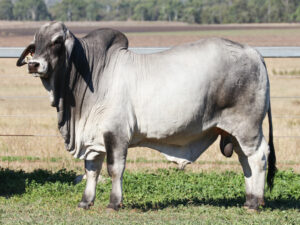 LANCEFIELD M ALLBRIGHT 7562/MM (H)