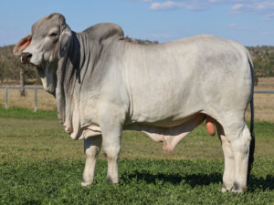 LANCEFIELD M FOSTER 7520/MM (H)