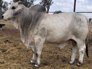 ELROSE BRYSON 16584 (H)