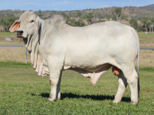 LANCEFIELD M FAIRBROTHER 7522/MM (H)